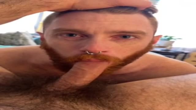 Ginger  bred by daddy