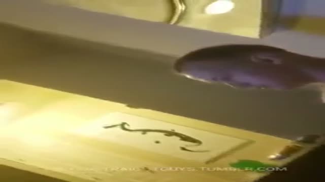 sex