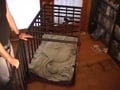 caged