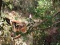 jungle cruisers scene 2