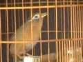 Sexy bird