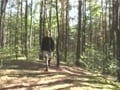 Polish 2