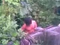 Caught jerking in Bushes