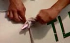 blowjob