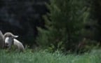 Brokeback Mountain