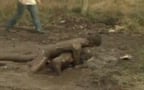 CowTwinks in the mud