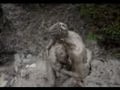 Mud Wrestling