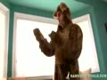 horny bear