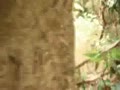 Sex in the jungle