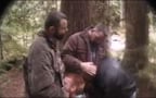 Four hairy bears fucking