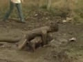 Muddy Threesome