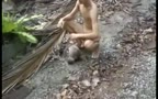 Thai Boy