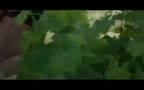 DO fucks in a vineyard
