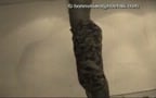 Master dominates