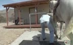 Vaqueros