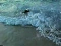 BB Beyond Hawaii 85 - Full Movie