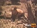 Peepshow Loops