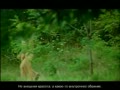 documentary (not porn but lots of nudes)