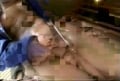 hard squirter