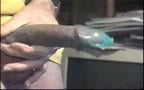 Lewd Amateur Stroking Dong