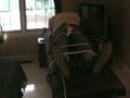 Tied to the Massage Table