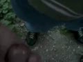 Caught Jerkin in The Park