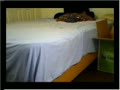 Two twinks on webcam jerking