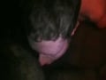 blowjob