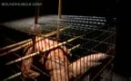 cage bound part 3