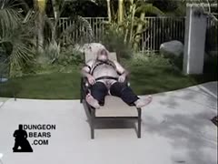 Bear Steve's Tease