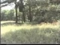 Lovers in the Woods