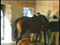 Bareback Twinks