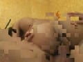 Anal fuck