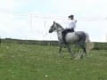 int a stable