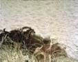 In the dunes