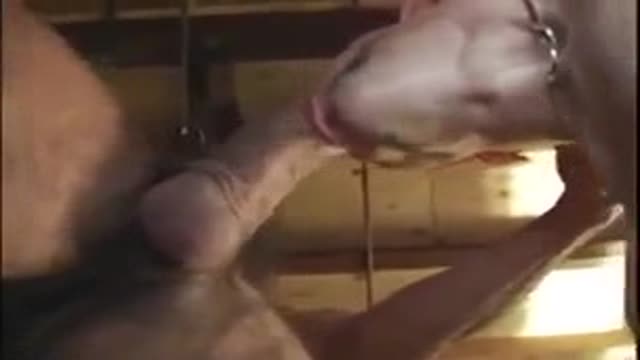 BB Fuck