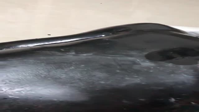 Liquid latex cocoon