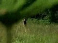 Bareback Adventure 2