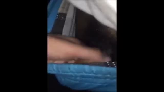 cock