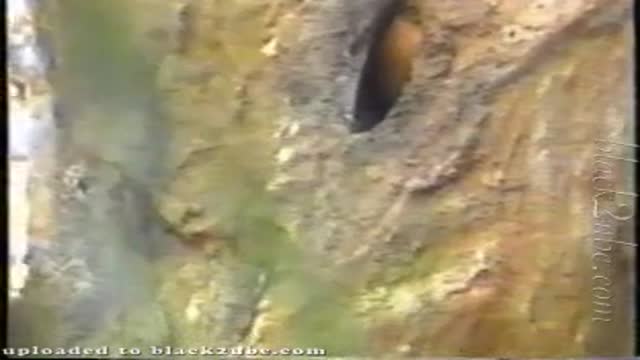 Early Erections 1989 (vintage)