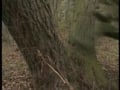Bare Balls 4