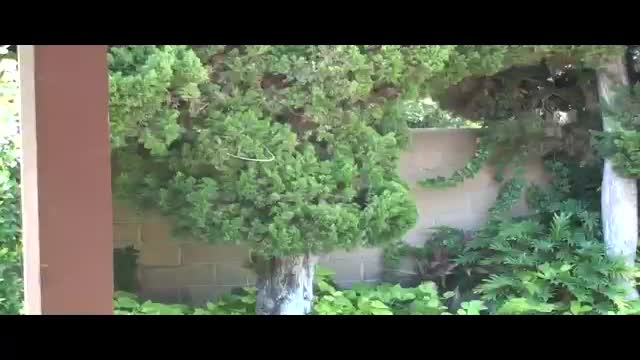  Naked Gardener