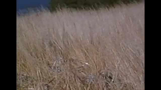 Insatiables (1972) Full Vintage Bareback