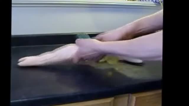 Ovipositor