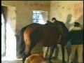 my riding master