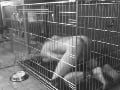 masternantes - music cage