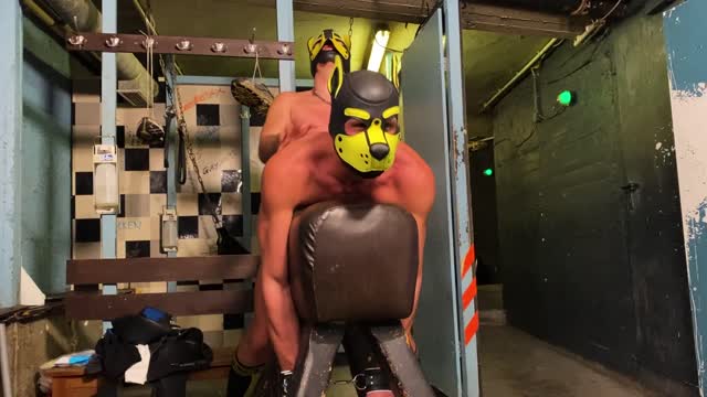 Puppy fucked at the basement