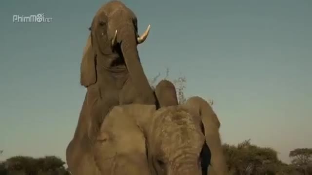 Grimsby brothers scene