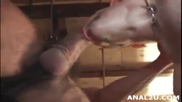 Amateur homemade raw gay fuck while husbandâ€™s at work