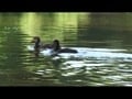A dick and an holl beside a pond